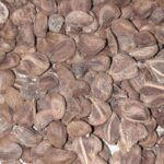 Vidhara, Hawaiian Baby Woodrose Seeds, Bidhara Asli, Vidhara Seeds, Vruddhadaru Retail