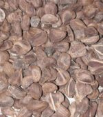 Vidhara, Hawaiian Baby Woodrose Seeds, Bidhara Asli, Vidhara Seeds, Vruddhadaru