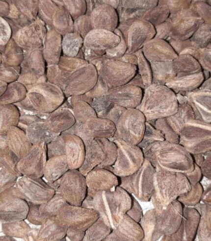 Vidhara, Hawaiian Baby Woodrose Seeds, Bidhara Asli, Vidhara Seeds, Vruddhadaru Retail - 100g