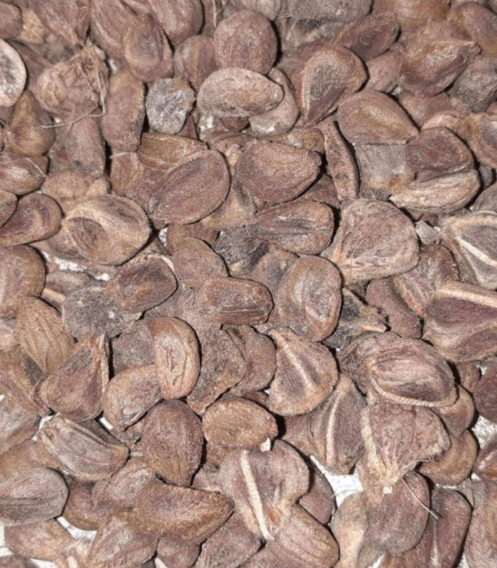 Vidhara, Hawaiian Baby Woodrose Seeds, Bidhara Asli, Vidhara Seeds, Vruddhadaru