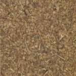 Ajmoda Seeds