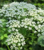Ajmoda Seeds Bulk - Image 2