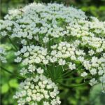 Ajmoda Seeds - Image 2