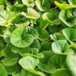 Gotu kola, Thankuni, Brahmi