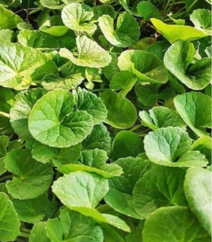 Gotu kola, Thankuni, Brahmi Retail - 100g