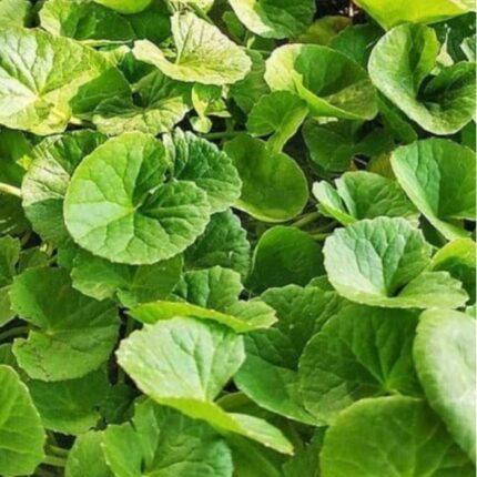 Gotu Kola | Thankuni | Brahmi | Centella Retail - 100g