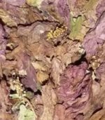 Dry hibiscus flowers - Image 2