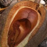 Sky Fruit Seeds | Mahogany Seeds - Image 2