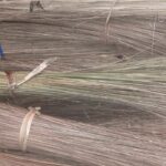 Coconut Brooms Stick | Size: All Mix [Average]