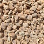Vidhara Seeds | Hawaiian Baby Woodrose Seeds | Bidhara Asli | Vidhara Seeds | Vruddhadaru
