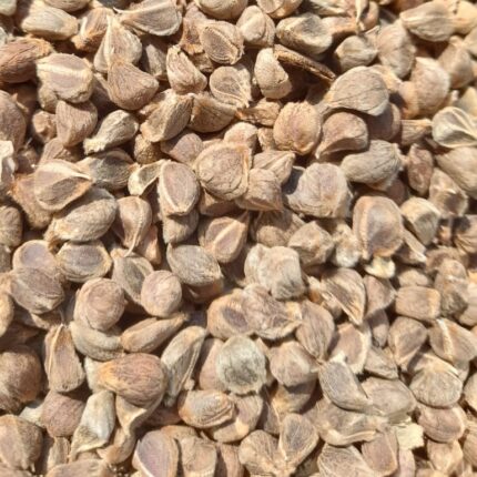 Vidhara Seeds | Hawaiian Baby Woodrose Seeds | Bidhara Asli | Vidhara Seeds | Vruddhadaru Retail - 100g
