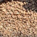 Vidhara Seeds | Hawaiian Baby Woodrose Seeds | Bidhara Asli | Vidhara Seeds | Vruddhadaru - Image 3