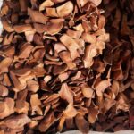 Sky Fruit Seeds | Mahogany Seeds