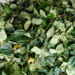 Dry betel leaves Bulk