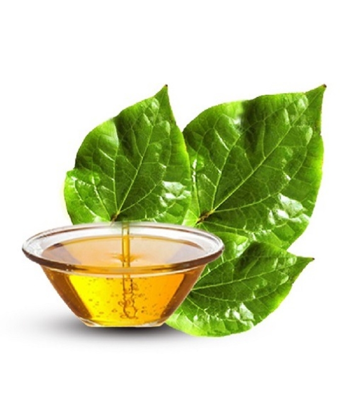 Betel leaf oil