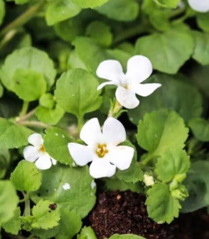 Brahmi Extract, Bacopa Monnieri Extract , Bacosides Bulk - 3399/-per kg * 25kg