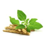Ashwagandha Extract