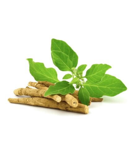 Ashwagandha Extract Bulk - 999/-per kg * 25kg