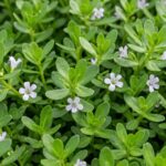 Brahmi | Bacopa Monnieri | Nir Brahmi | jal Brahmi - Image 2