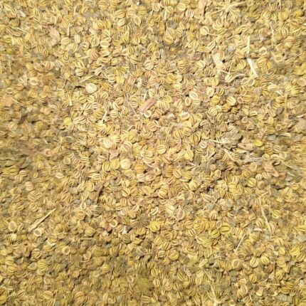 Ajmoda Seeds Retail - 100g